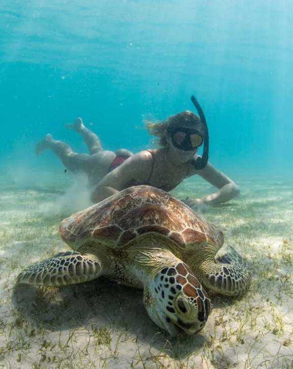Snorkel tortugas Lizard Island
