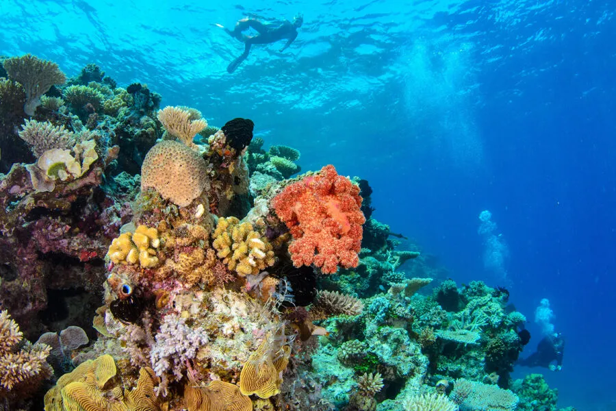 Buceo MacGillivray Reef Lizard Island