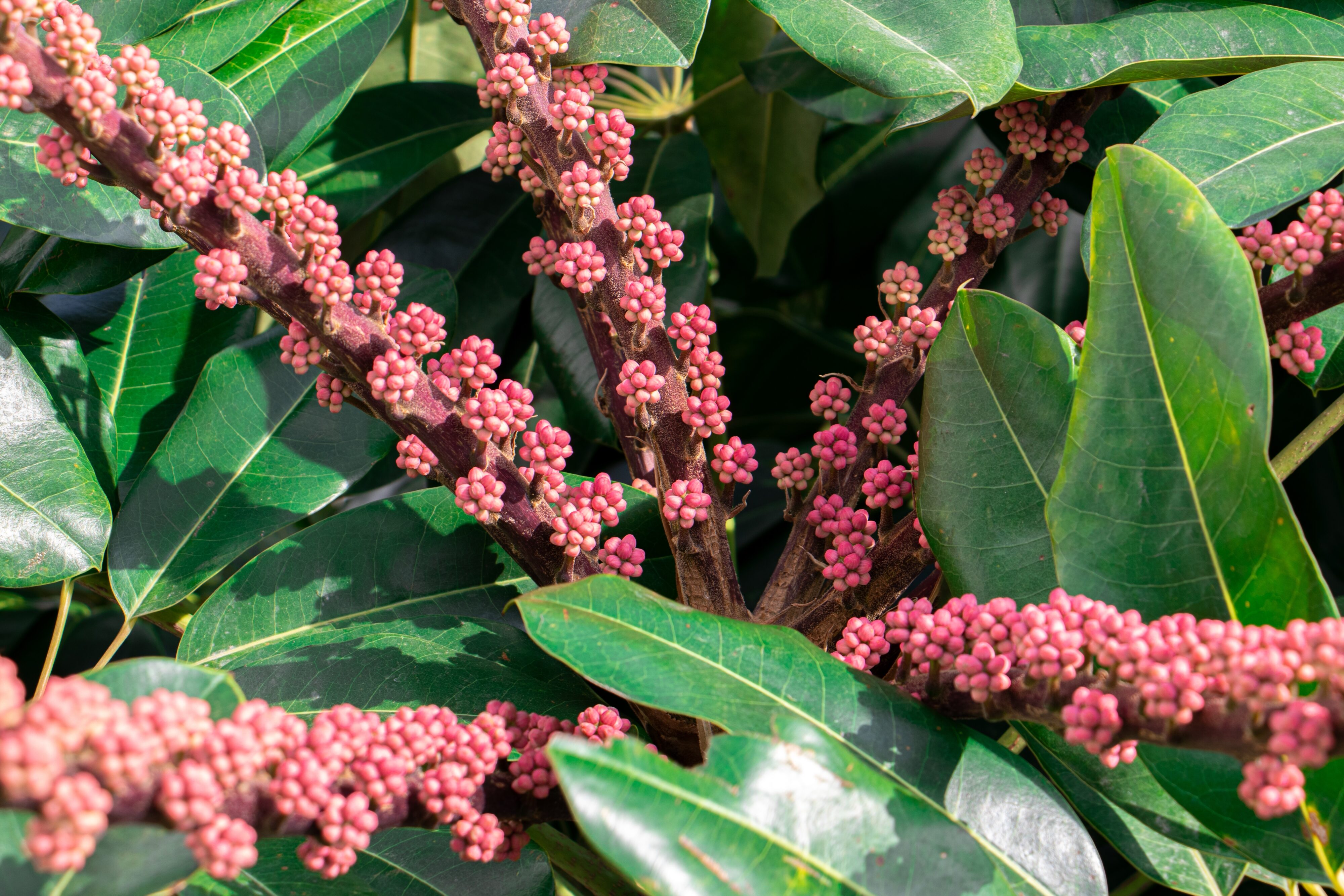Australian Umbrella Tree (Heptapleurum actinophyllum) Lizard Island