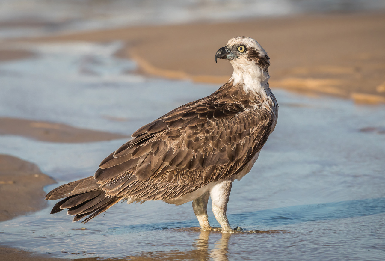 Eastern Osprey Lizard Island Resort
